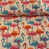 Rozā un zili flamingo, balts pamats